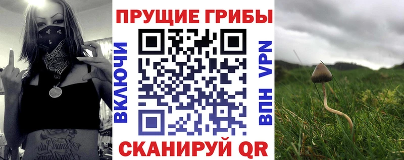купить наркотик  Пестово  Галлюциногенные грибы Psilocybine cubensis 